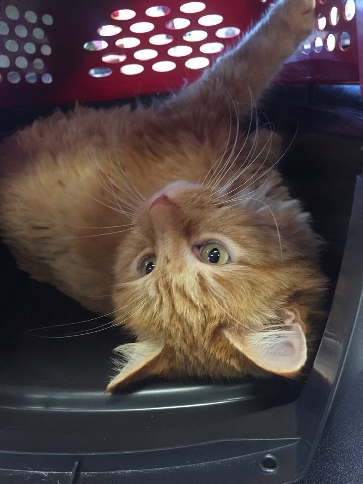 Pet Grooming Wilmington & Wrightsville Beach, NC Pet Supplies